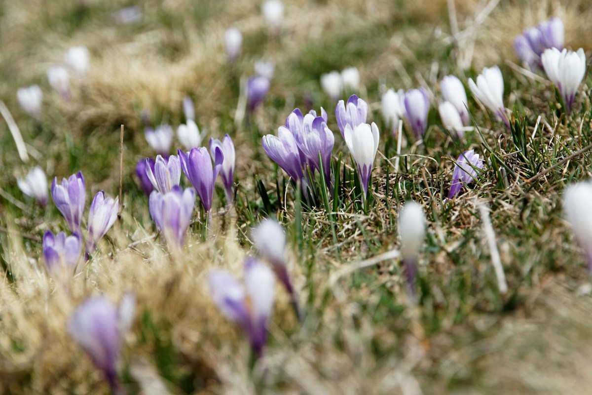 Daffodils and crocus flowering in spring sunshine