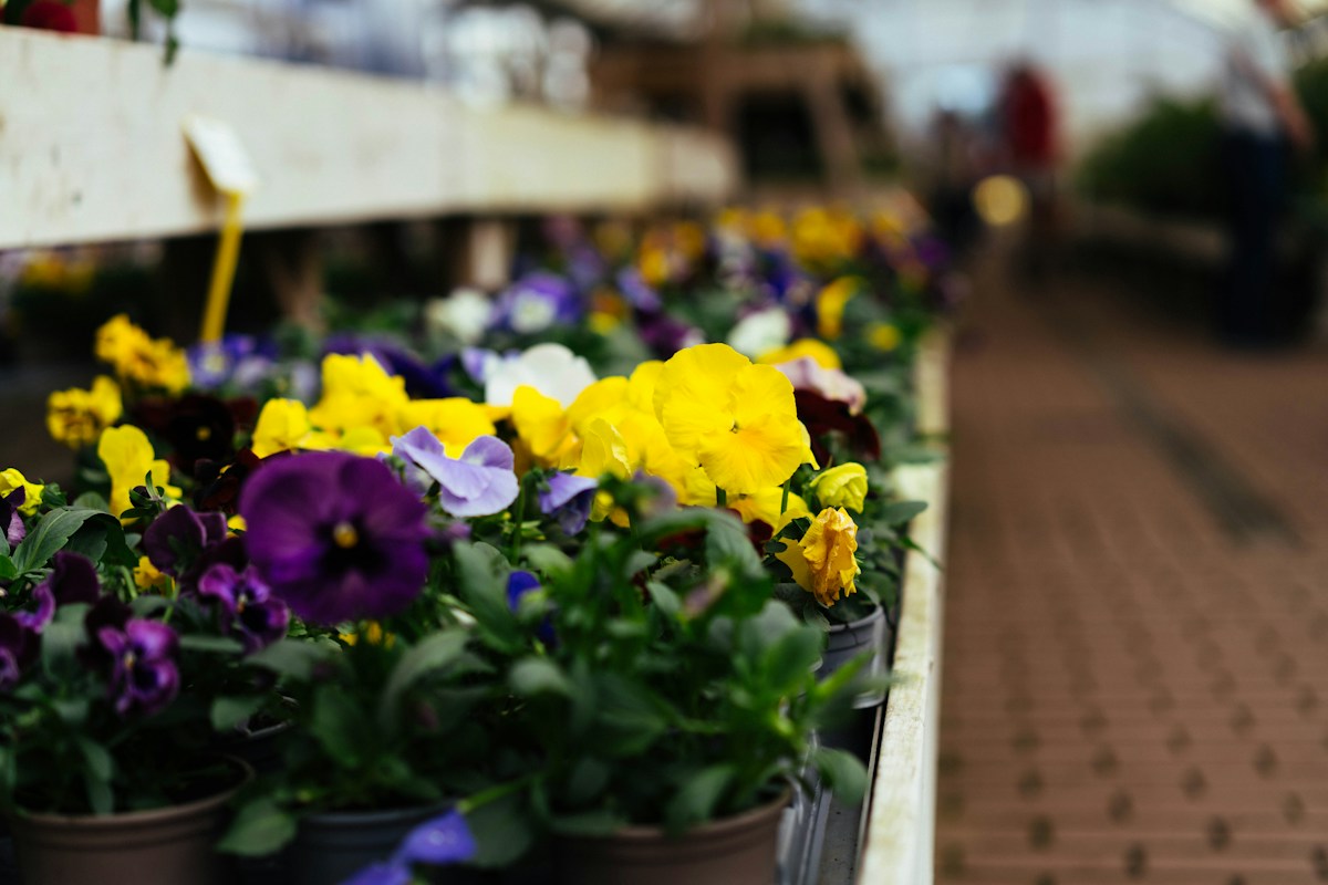 Colourful winter flowering pansies in pots