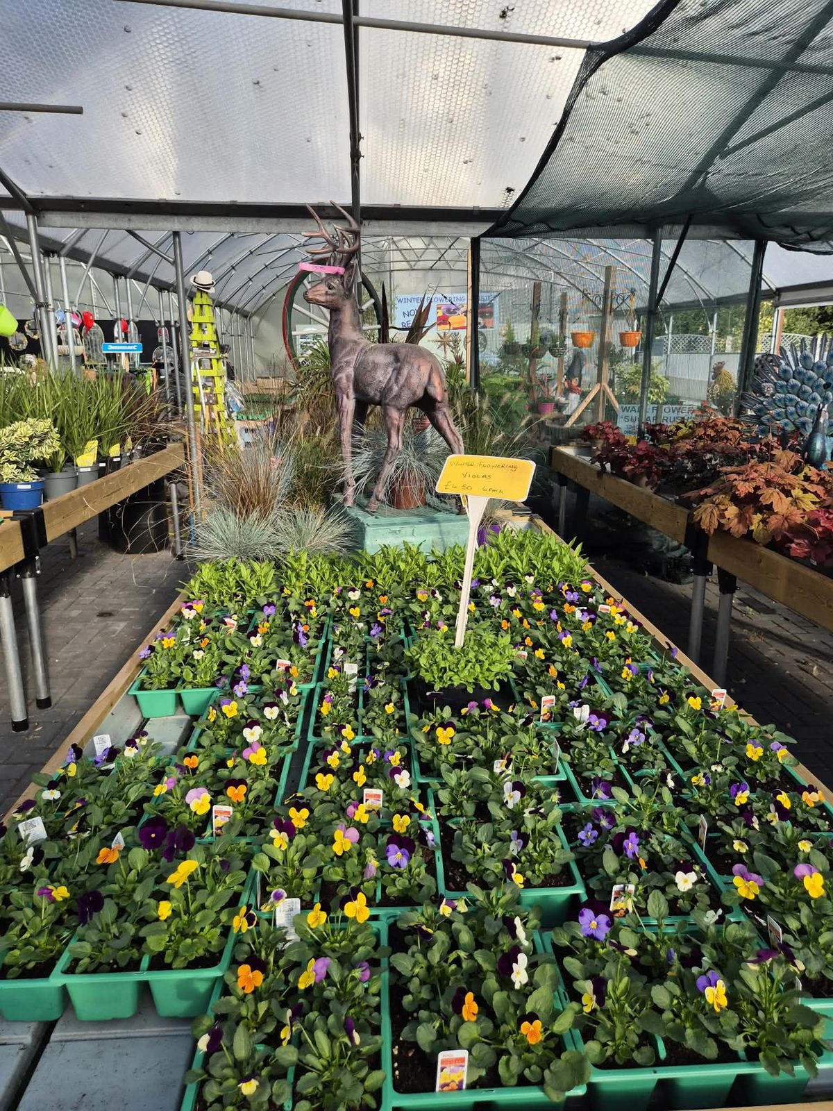 Autumn bedding plants filling the polytunnel benches at Orchard Nurseries