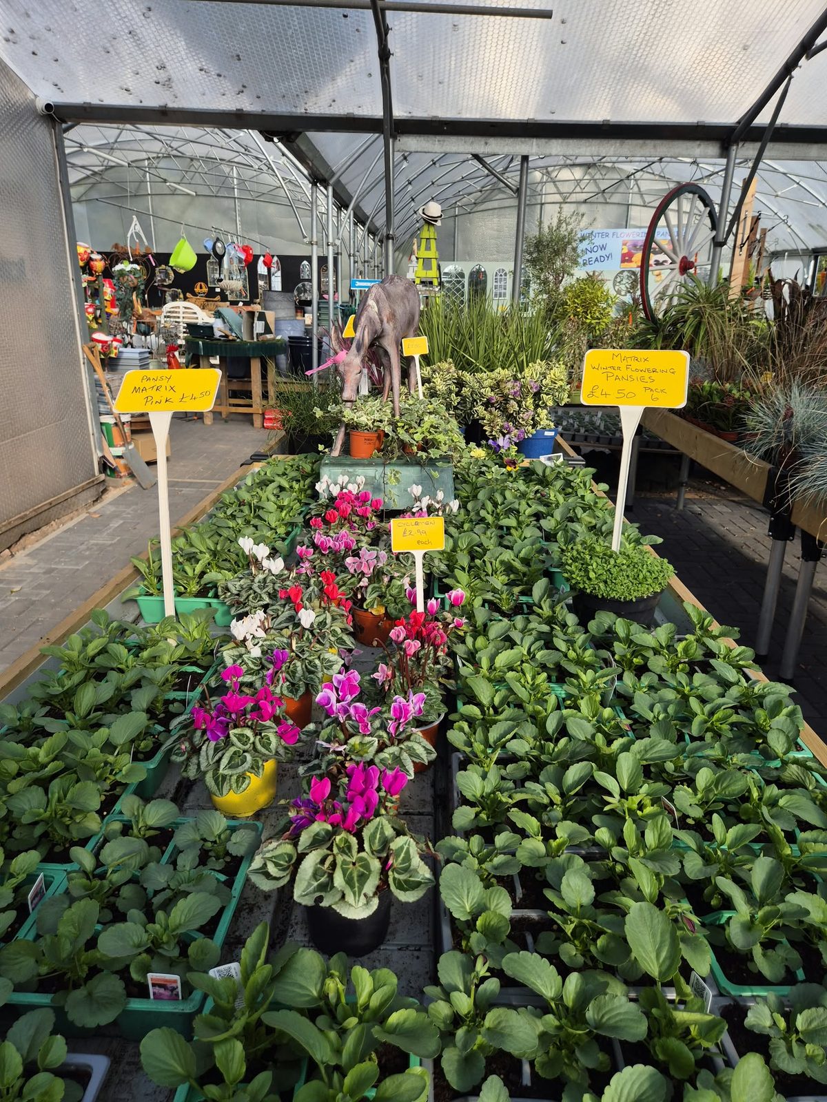 Cyclamen and autumn bedding plants on the benches at Orchard Nurseries