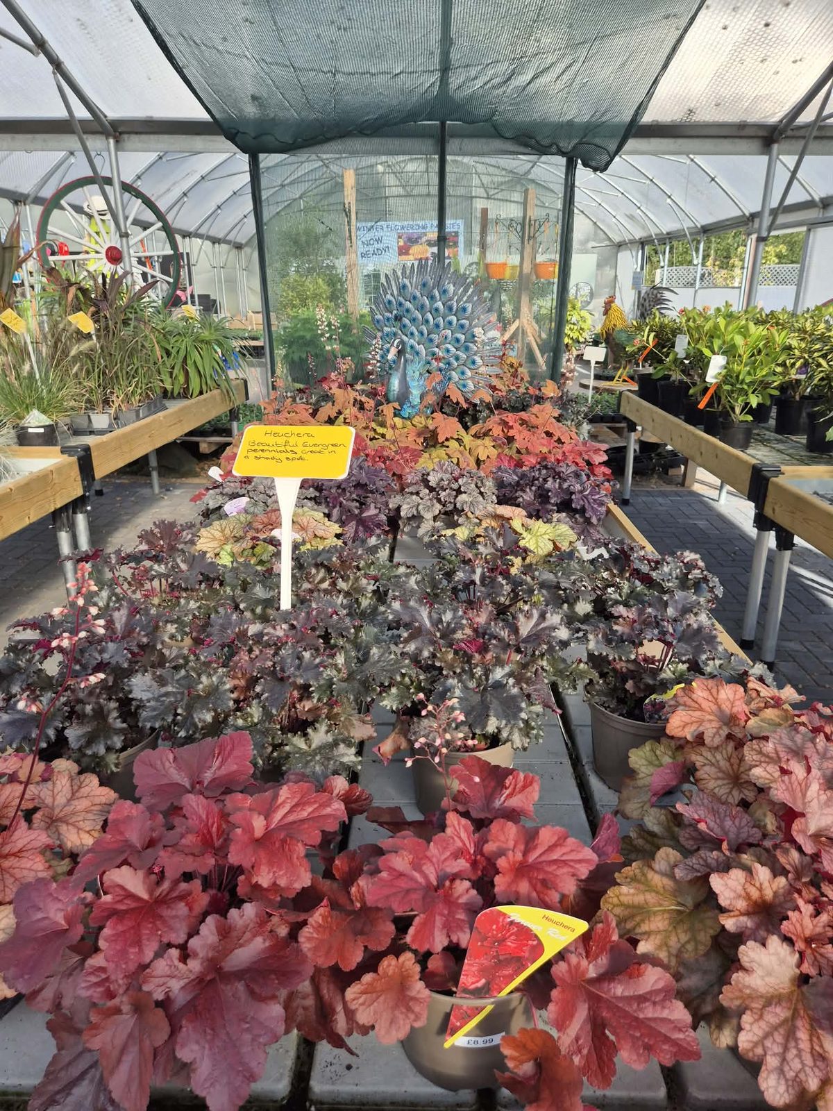 Heucheras in autumn colours at Orchard Nurseries
