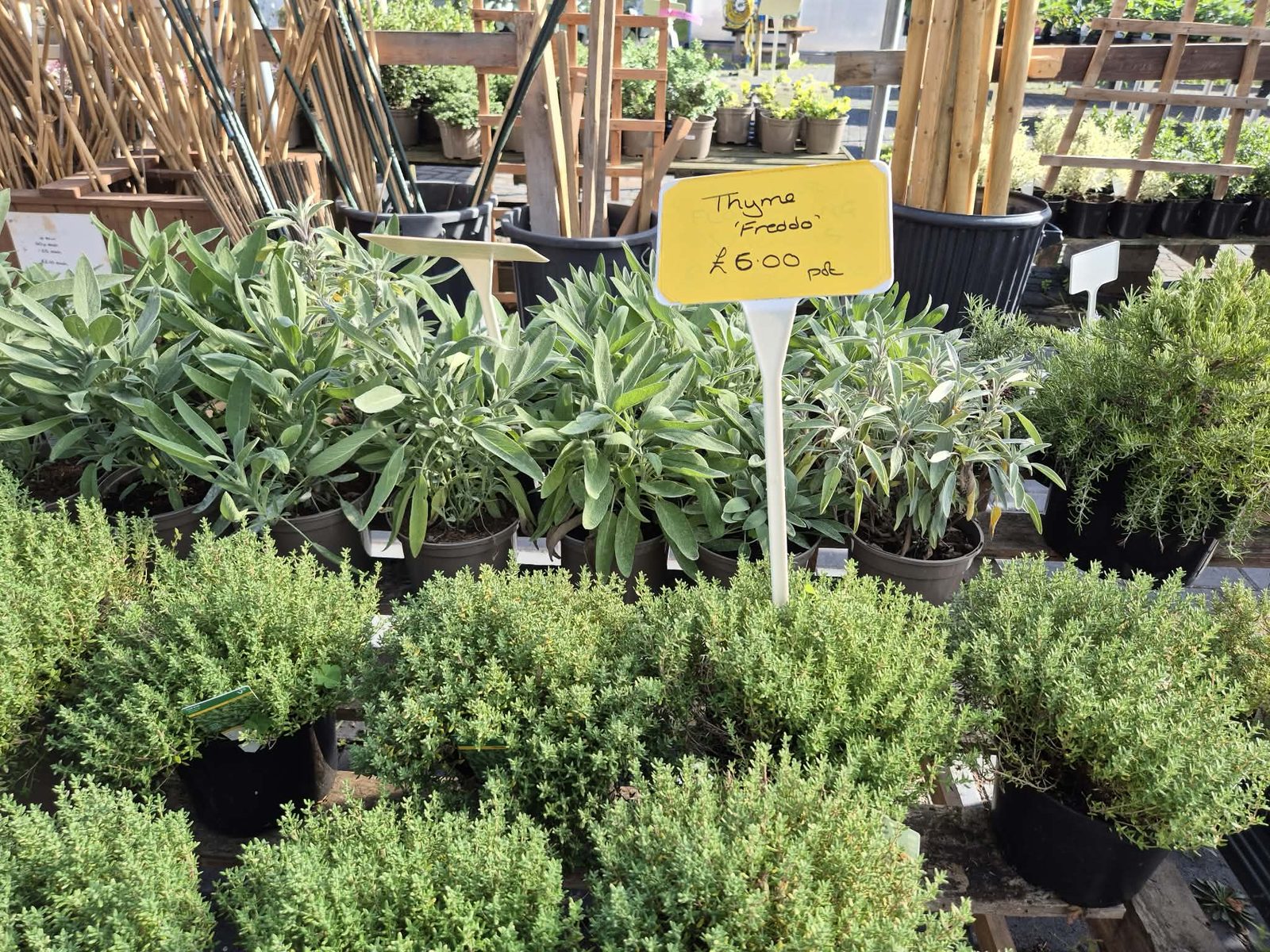 Pots of thyme on the herb bench at Orchard Nurseries