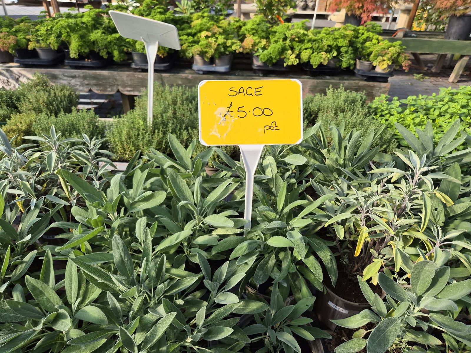 Sage plants in pots at Orchard Nurseries