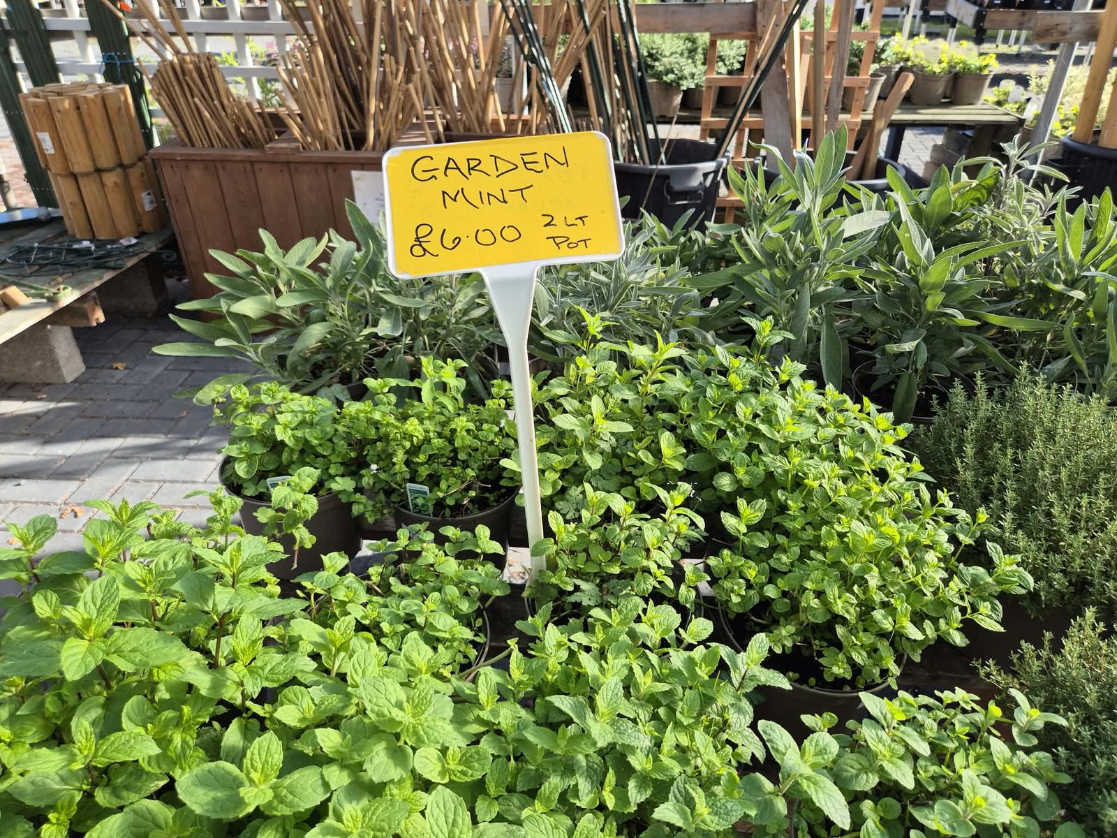 Garden mint in pots at Orchard Nurseries