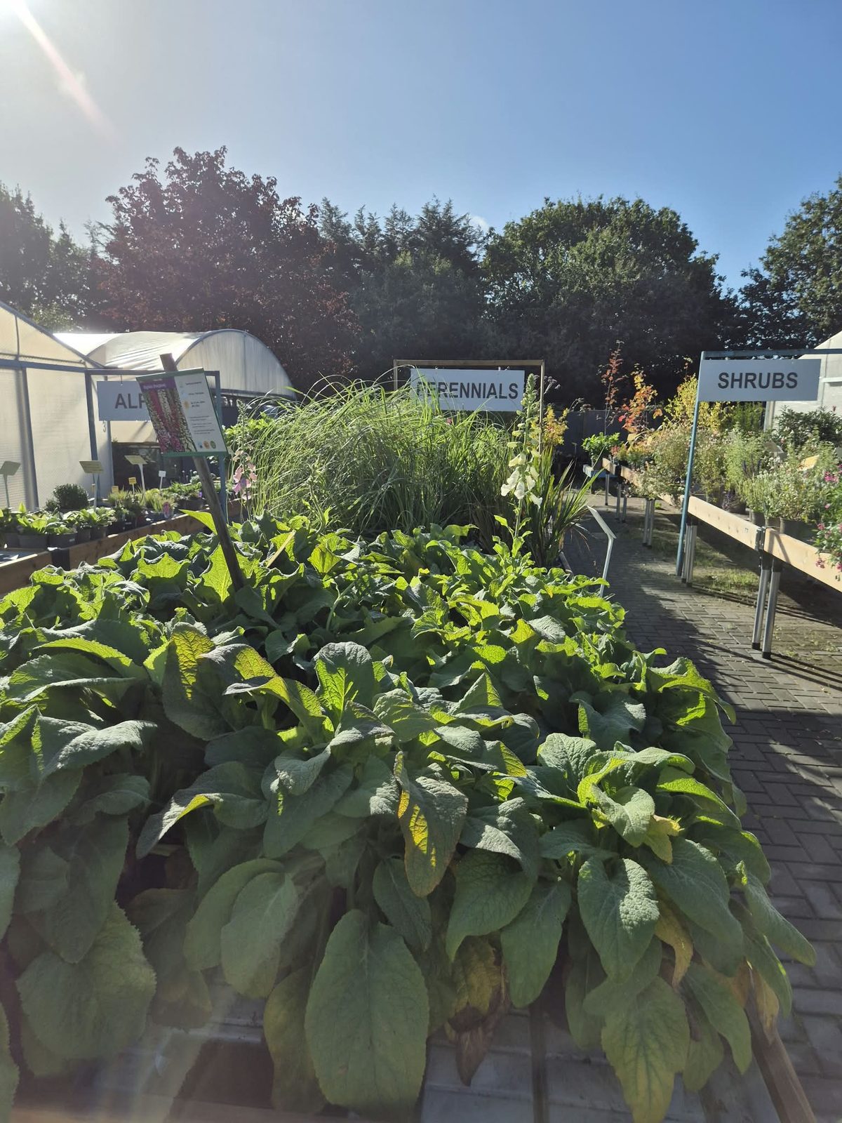 Shrubs and perennials on the benches at Orchard Nurseries