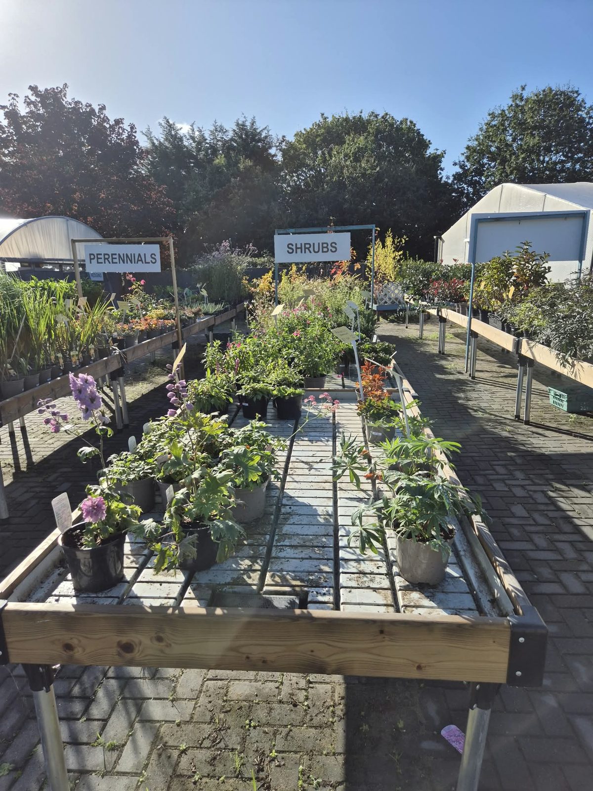 The plant area at Orchard Nurseries