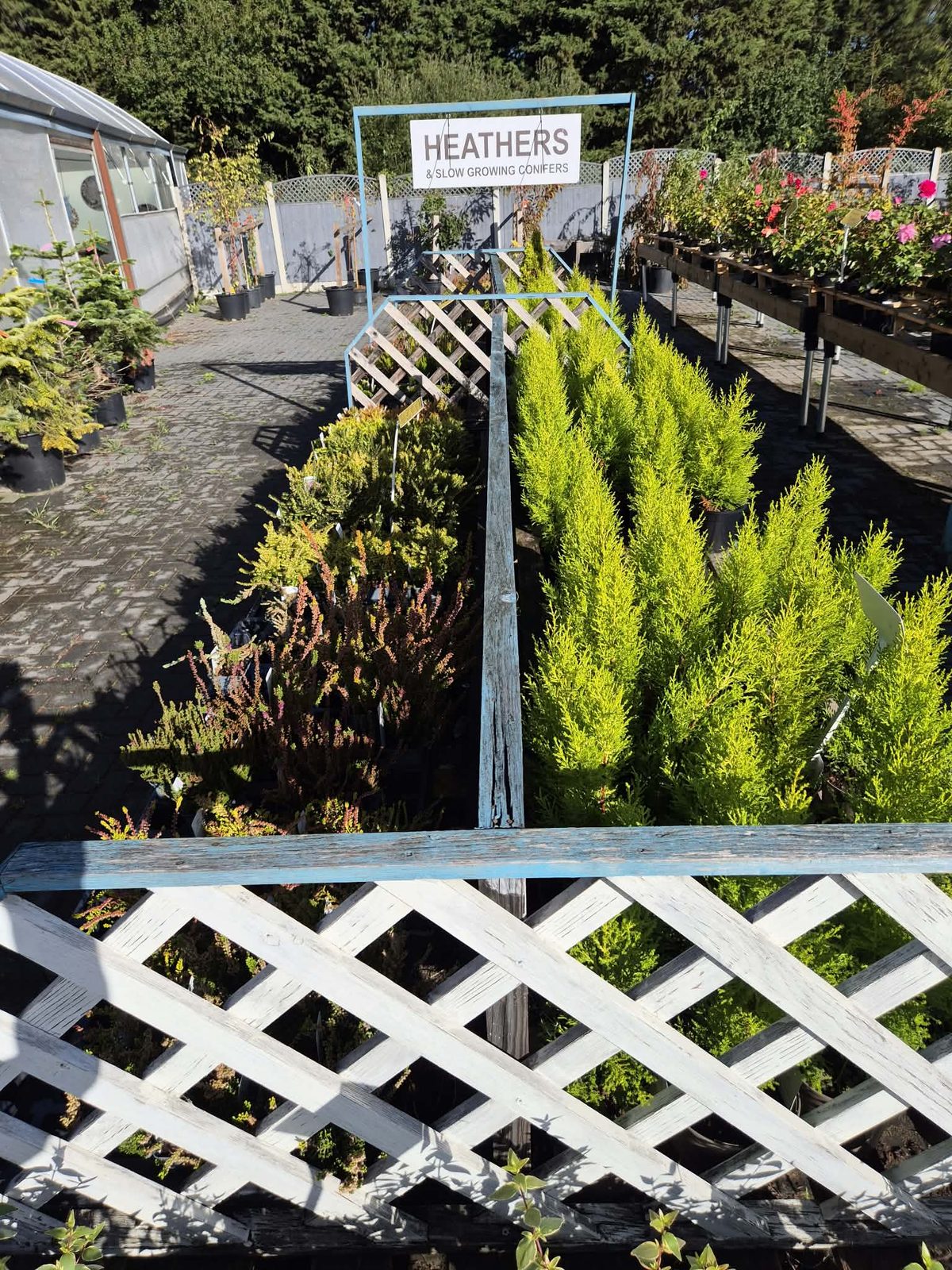 Heathers and conifers at Orchard Nurseries