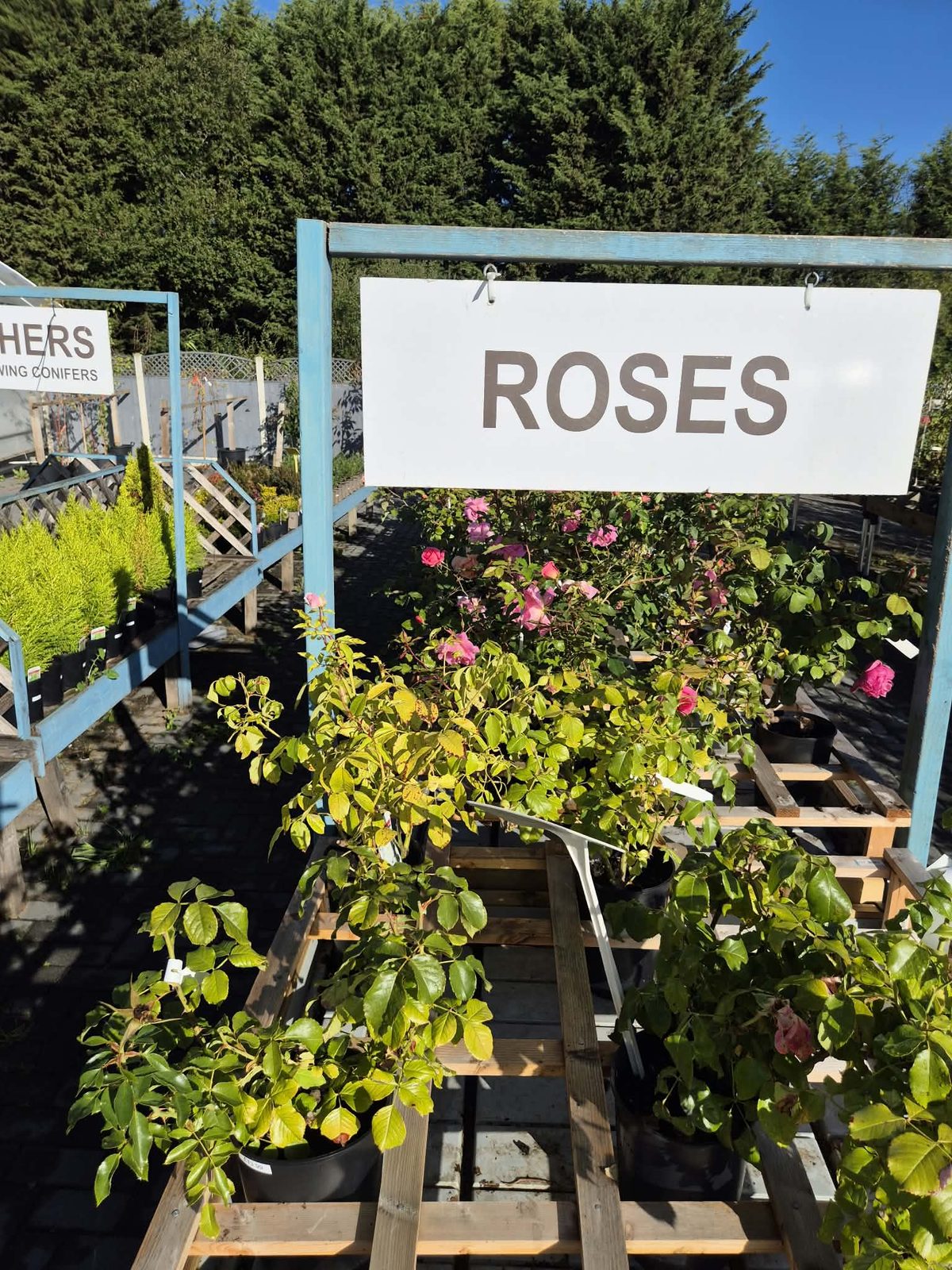 Roses on the beds at Orchard Nurseries