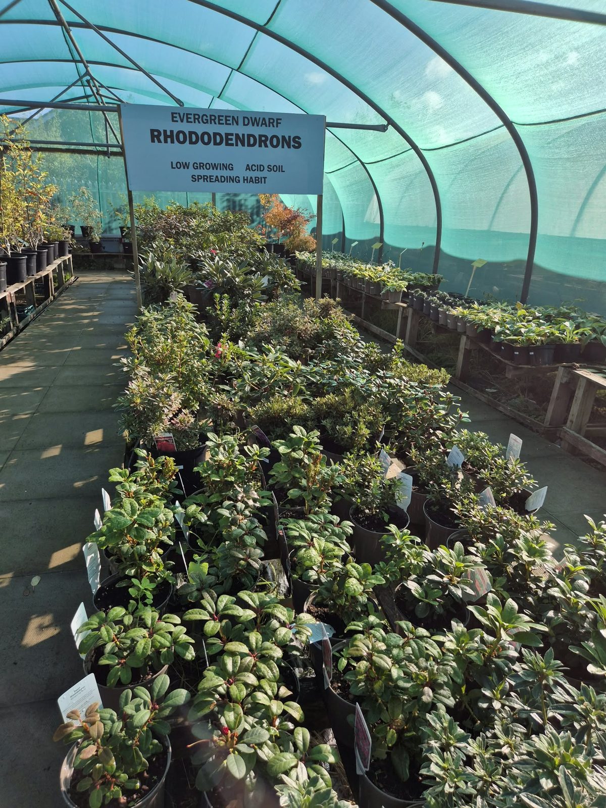 The shade tunnel at Orchard Nurseries, benches of rhododendrons and azaleas