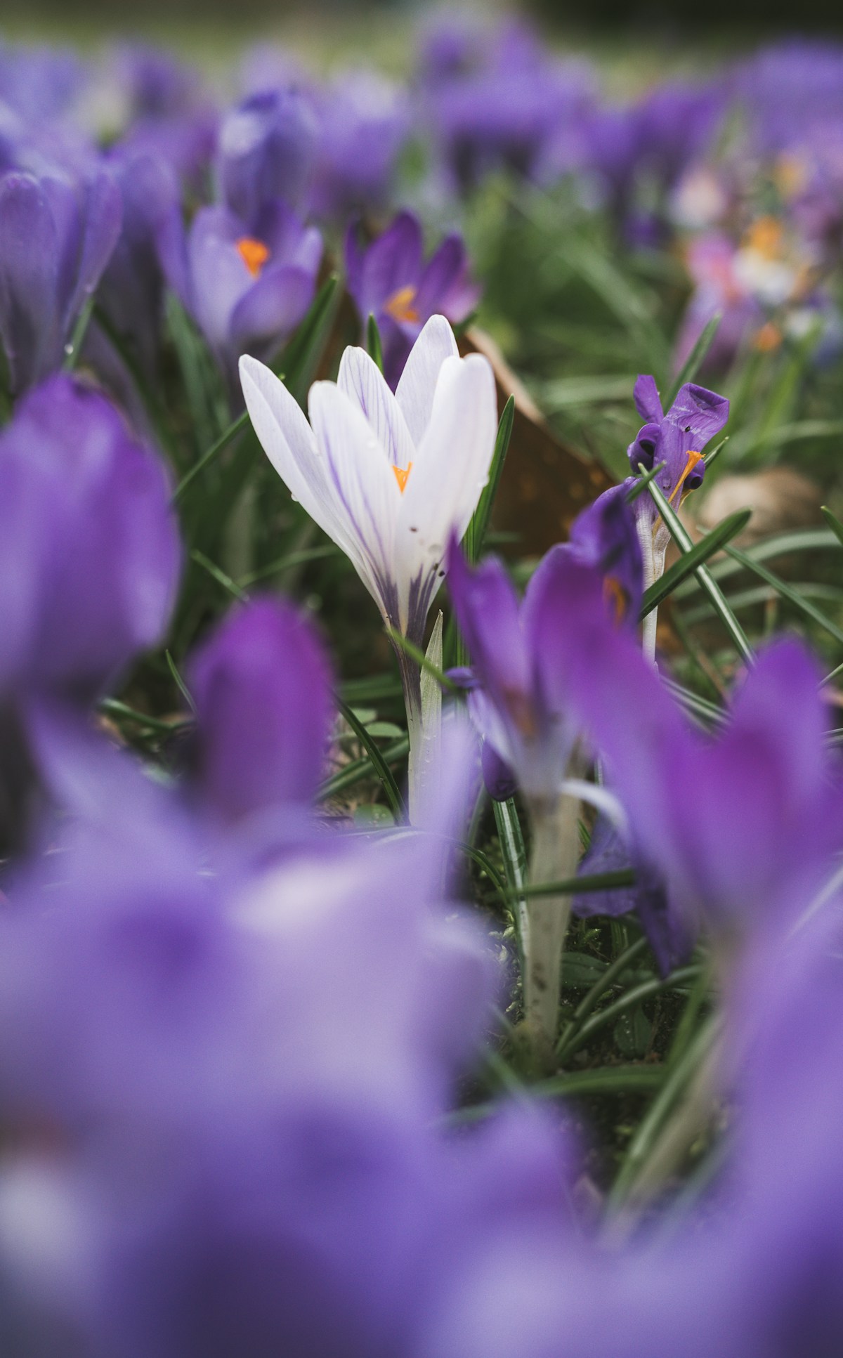 Viola flowers in soft purple and cream tones